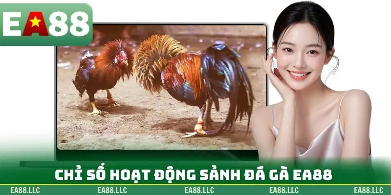 Chỉ số hoạt động sảnh đá gà EA88
