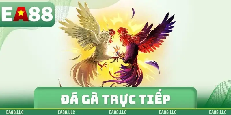 đá gà trực tiếp
