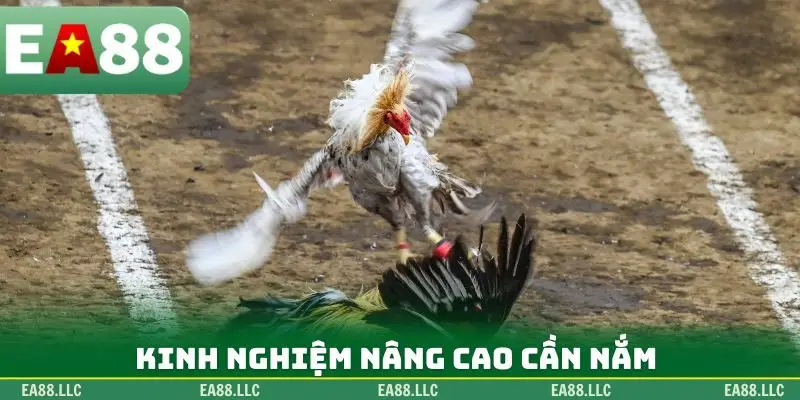 Kinh nghiệm nâng cao cần nắm