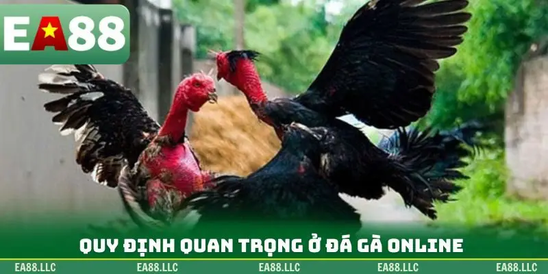 Quy định quan trọng ở đá gà online