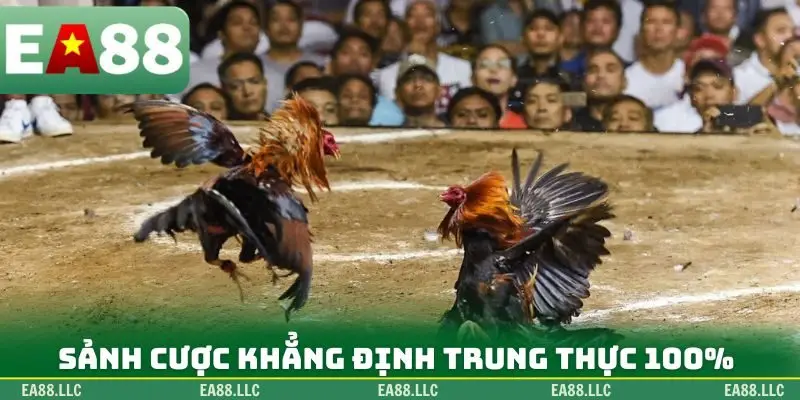 Sảnh cược khẳng định trung thực 100%