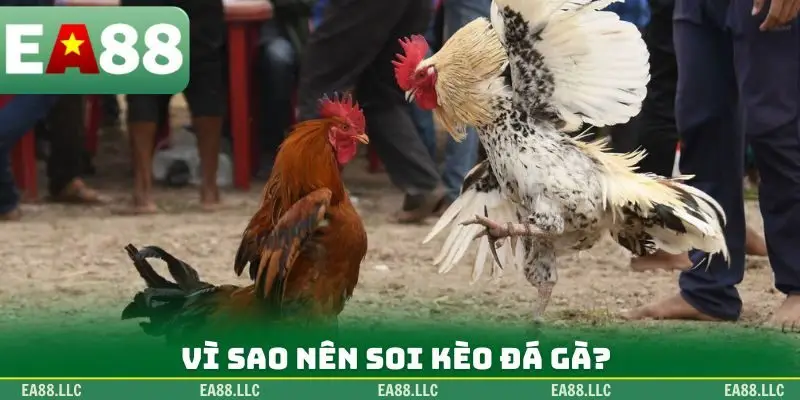 Vì sao nên soi kèo đá gà?